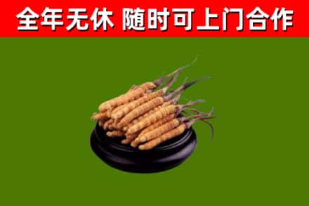 邵阳县烟酒回收冬虫夏草.jpg