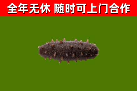 邵阳县烟酒回收干海参.jpg